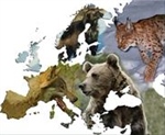 New overview of the status of European large carnivores